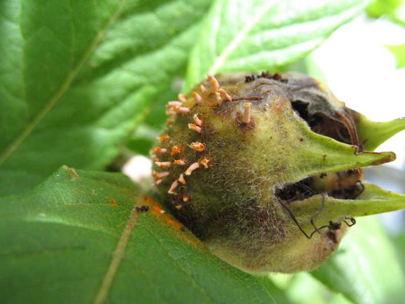 Cedar Quince Rust